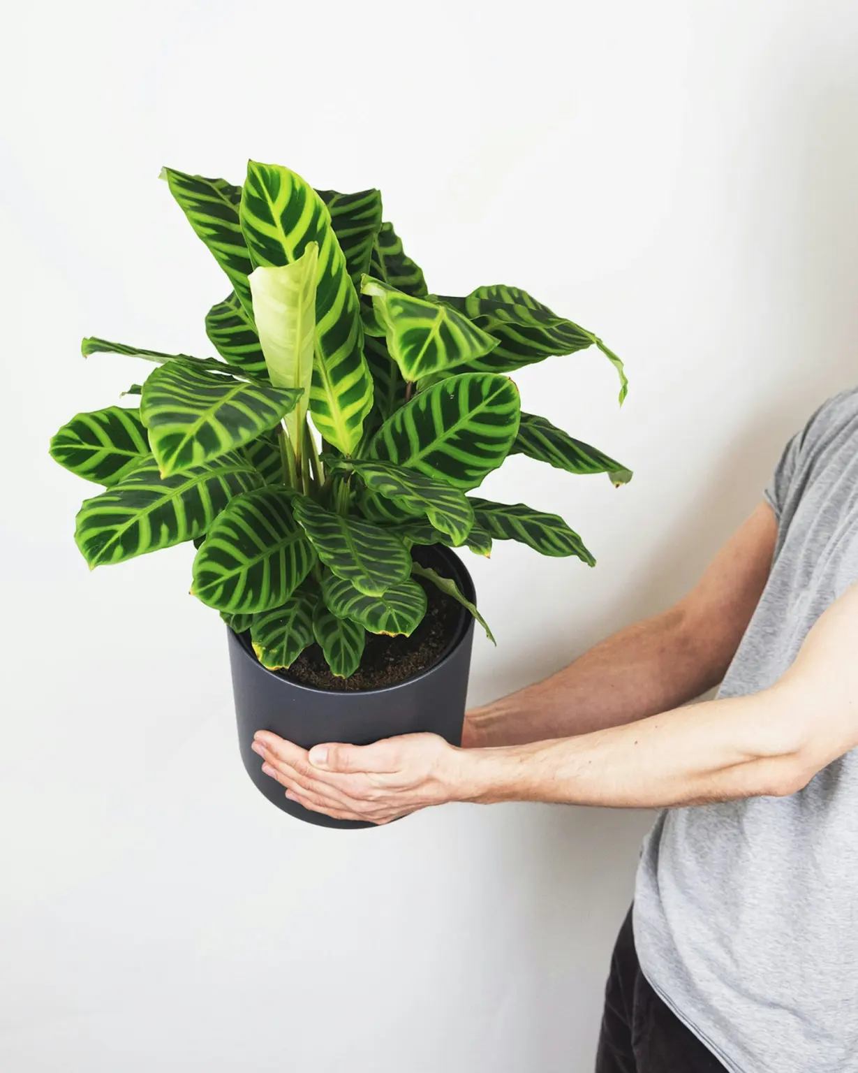 Striped calathea in a dark pot