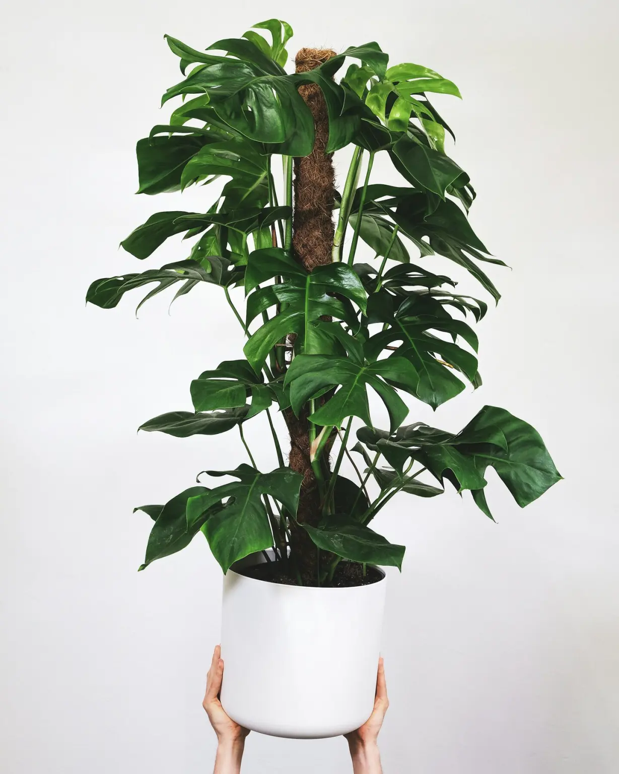 Monstera with split leaves in a white pot