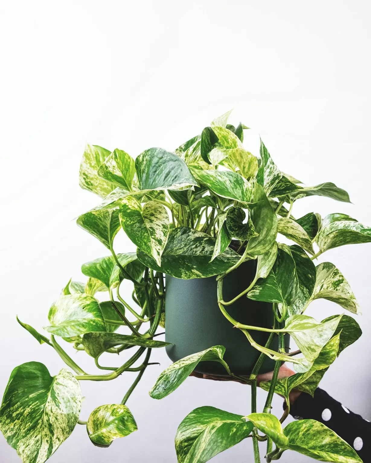 Variegated pothos trailing from a dark pot