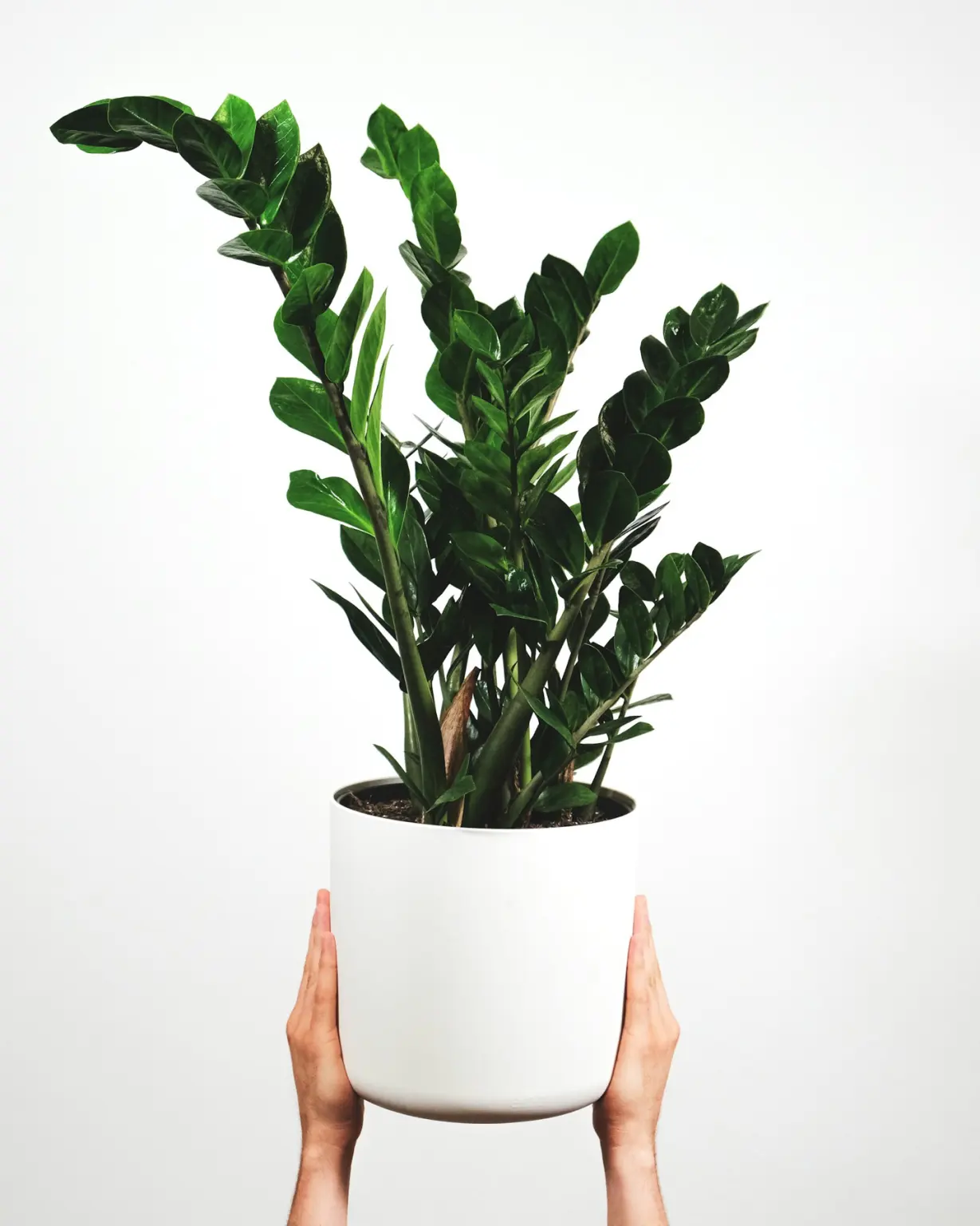ZZ plant with glossy leaves in a white pot